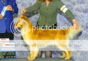 CH. Shilo's C Y Ima Hott E CH. Shilo's C Y Ima Hott E
