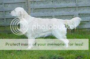 Ivory Blaze Love Me Do