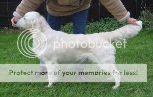 Ivory Blaze Montana