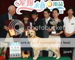 A.C. Dynasty Huang Feng QQ