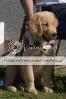 Suttonglen Joy Ride - Service Dog