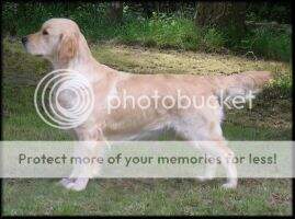 Aust CH & Neuter Ch Dobro Diamond Magic