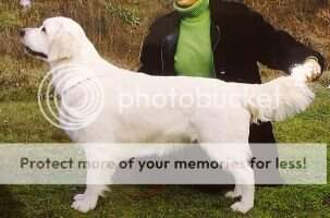 Cro Ch. & Scg Ch. Club Win.''05 Swanavly Silver Jade Crufts Qual for Life Cro Ch. & Scg Ch. Club Win.''05 Swanavly Silver Jade Crufts Qual for Life