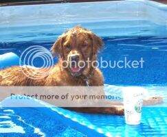 Roselake Sir Charles of Woodbridge