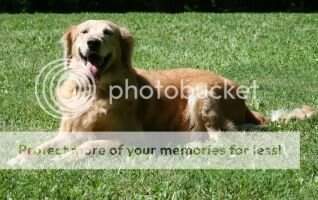 Hooch's Goldnoak Heather Bear