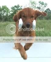 GMOTCH Goldbriar's Redneck Rebel U-CD MAD RN