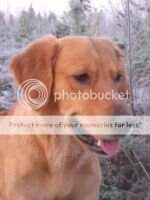 FIN TR CH Golden De Luxe Lionheart