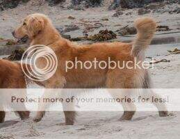 Sunjoie's Sage Advice RA CCA