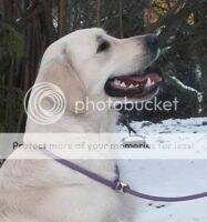Immense Golden Erinor Immense Golden Erinor