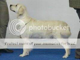 CH.Austria Drombeg Diamonds Design Wesentest, BLP, JBP/R-1st.place