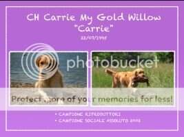 Rip Ch Carrie My Gold Willow