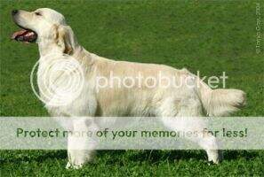 Ch Rus Blr Mol WEST FANTASY Staszel Ch Rus Blr Mol WEST FANTASY Staszel