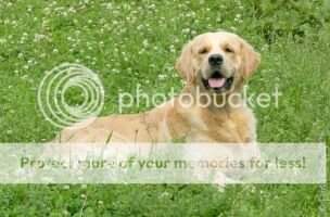 JunRus.CH. Cinzano Charli Chip Ot Ksjushi