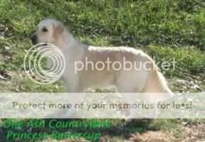 One Ash Countrylane Princess Buttercup One Ash Countrylane Princess Buttercup