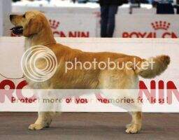 Top retriever 2016 CH sociale Royal Crest Gold-n Private Affair (LO129809)