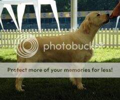 Jr.Pl.Ch., Pl.Ch. Bullet the Blue Sky Golden Biscuit