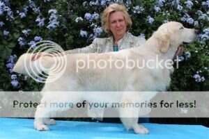 Aust Ch Goldbrior Thunder Bolt