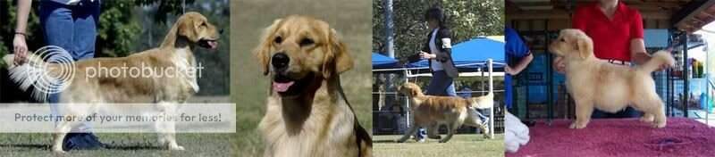 Wysiwyg Just Awesome (Carer Dog)