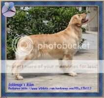 Milan of Show-Golden