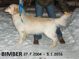 BIMBER Loyal Gold