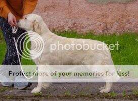 Biggy Gerix Qualification for Crufts 2007