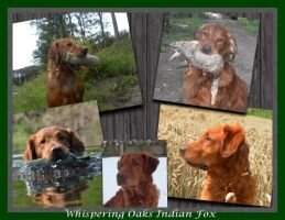 Whispering Oaks Indian Fox Whispering Oaks Indian Fox