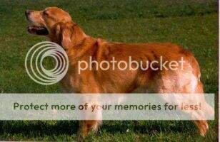 Sunbeam Gentle Barclay Even Power