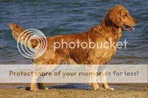 Bas (DK 01998/2003) Bas (DK 01998/2003)