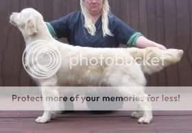 Thornywait Miss Behaving JW