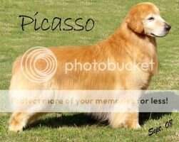 Camp Mex. GCM. LAT. INTER. Don Picasso H D Camp Mex. GCM. LAT. INTER. Don Picasso H D