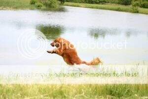 Topbrass Ravishing Ruby CCA Topbrass Ravishing Ruby CCA