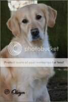 Gorgeous Kayla of Golden Fall