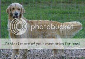 FortKnox's Passion To Be Perfect
