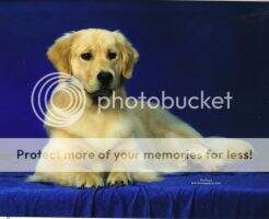 Kashuba's Mister Big Reg. Pet Therapy