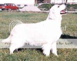 HJCH HCH HGCH Kalocsahazi Larissa