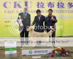 Acia of Golden Resplendence Kennel