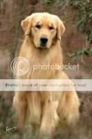 PerCh PanCh PanGrCh GOLDEN SUNSET'S BEAR