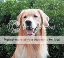 Mirasol's Indigo Dog Go GO RA CCA
