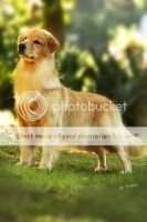 BISS. Br CH&GCH/ Pan CH&GCH. First Lady of Golden Spirit