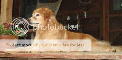 Adirondac Tupper Golden Bear
