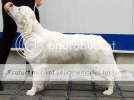 ICH,CH CZ,SK,PL, JCHCZ Blue Rose Dynasty Santana Golden