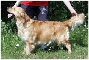 Perfect Beast Golden Angel