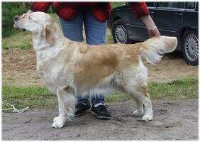 Perfect Beast Cute But Stupid Perfect Beast Cute But Stupid