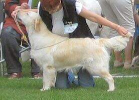 Perfect Beast Pearly Bubbles