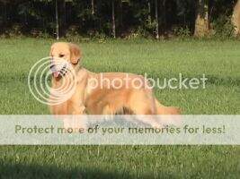 Copperfield Rare Jewel