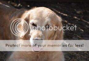 Int'l CH U-CH SHR Denali's Talkeetna Tess CCA