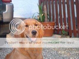 Jackey My Melodie Of Golden Spirit