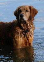 Gaylan's Stony Creek Gambler