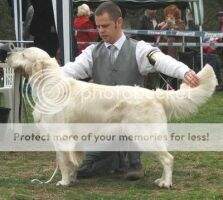 HjCh,RoJ.Ch,Hch,Ro.Ch Barney from Mariannehouse Working Test