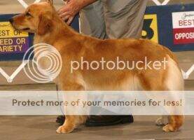 Gracious Glds Liberty Belle CCA Gracious Glds Liberty Belle CCA